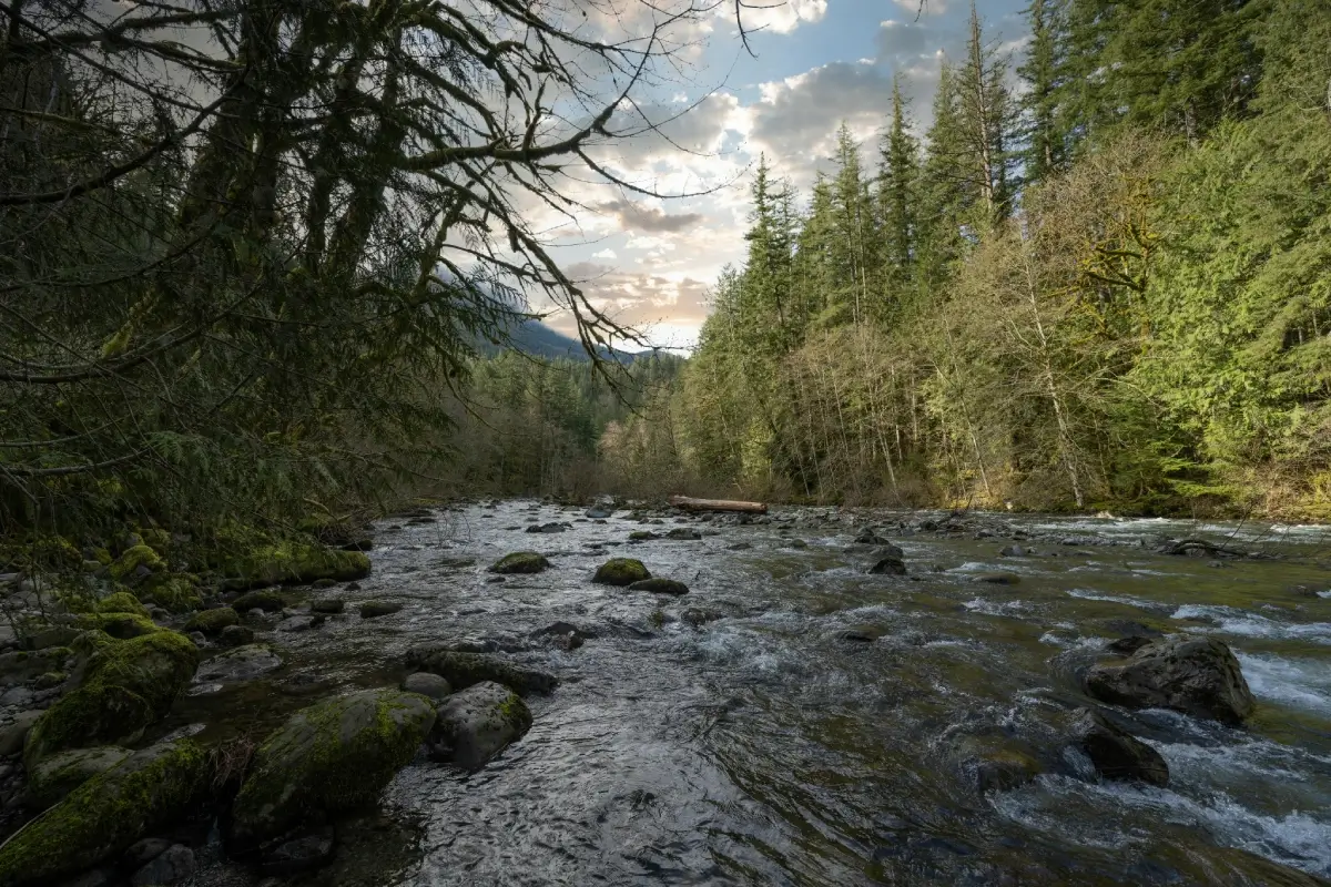 A serene river flowing through a forested landscape under a cloudy sky.
